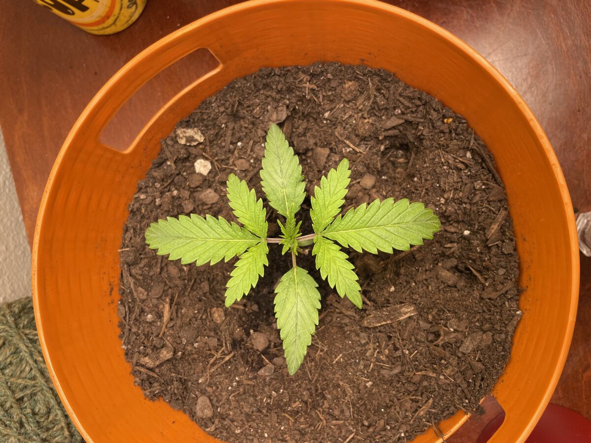 bbs-grow-diaries/week-531455-diary-528195-user-45147-690e516573623