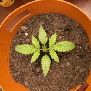 Vegetation Week - 2 - Star Killer - 2