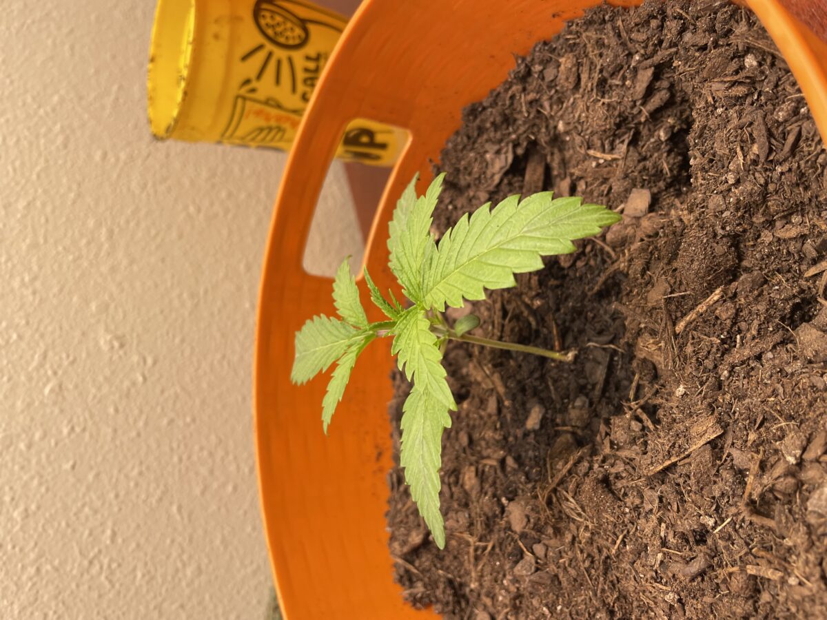 bbs-grow-diaries/week-531455-diary-528195-user-45147-690e51678e92d