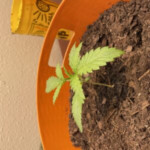 Star Killer - Vegetation Week - 2