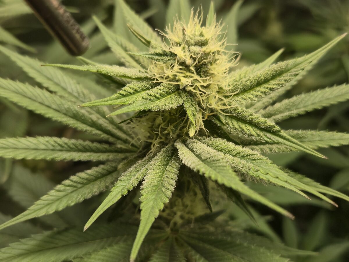 bbs-grow-diaries/week-532238-diary-521013-user-43815-6914cb1c4d39d