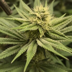 Flowering Week - 9 - Shiskaberry Cookies - 1