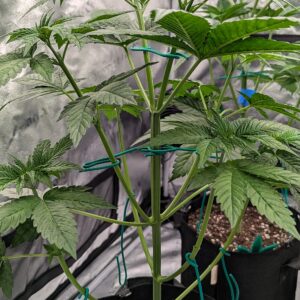 Vegetation Week - 4 - Granddaddy Purple - 1