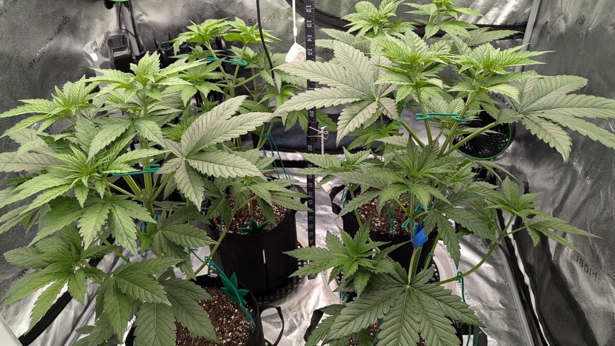 bbs-grow-diaries/week-532522-diary-528534-user-38149-69170049700d5