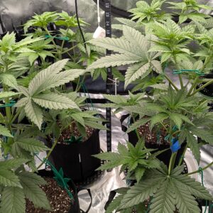 Granddaddy Purple - Vegetation Week - 4