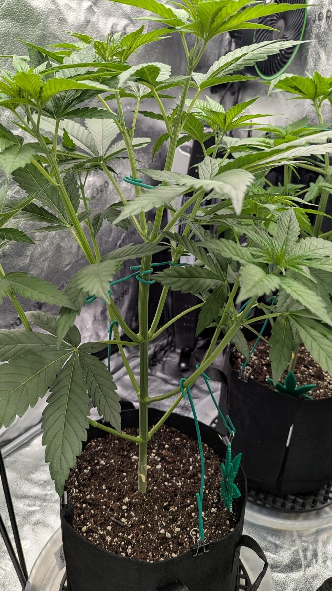 bbs-grow-diaries/week-532524-diary-528437-user-38149-69169e2c1b945