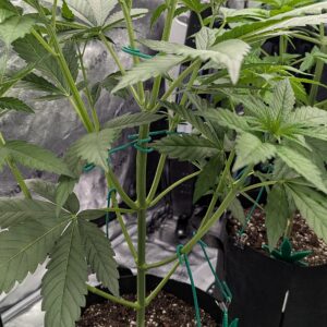 God’s Gift - Vegetation Week - 4