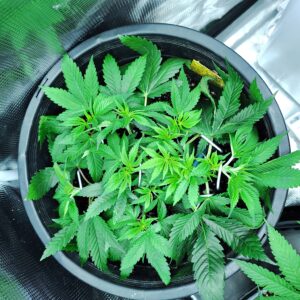 Vegetation Week - 6 - Fat Bastard - 1