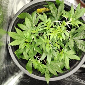 Vegetation Week - 6 - Fat Bastard - 2