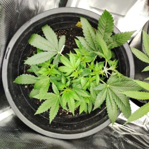 Fat Bastard - Vegetation Week - 6