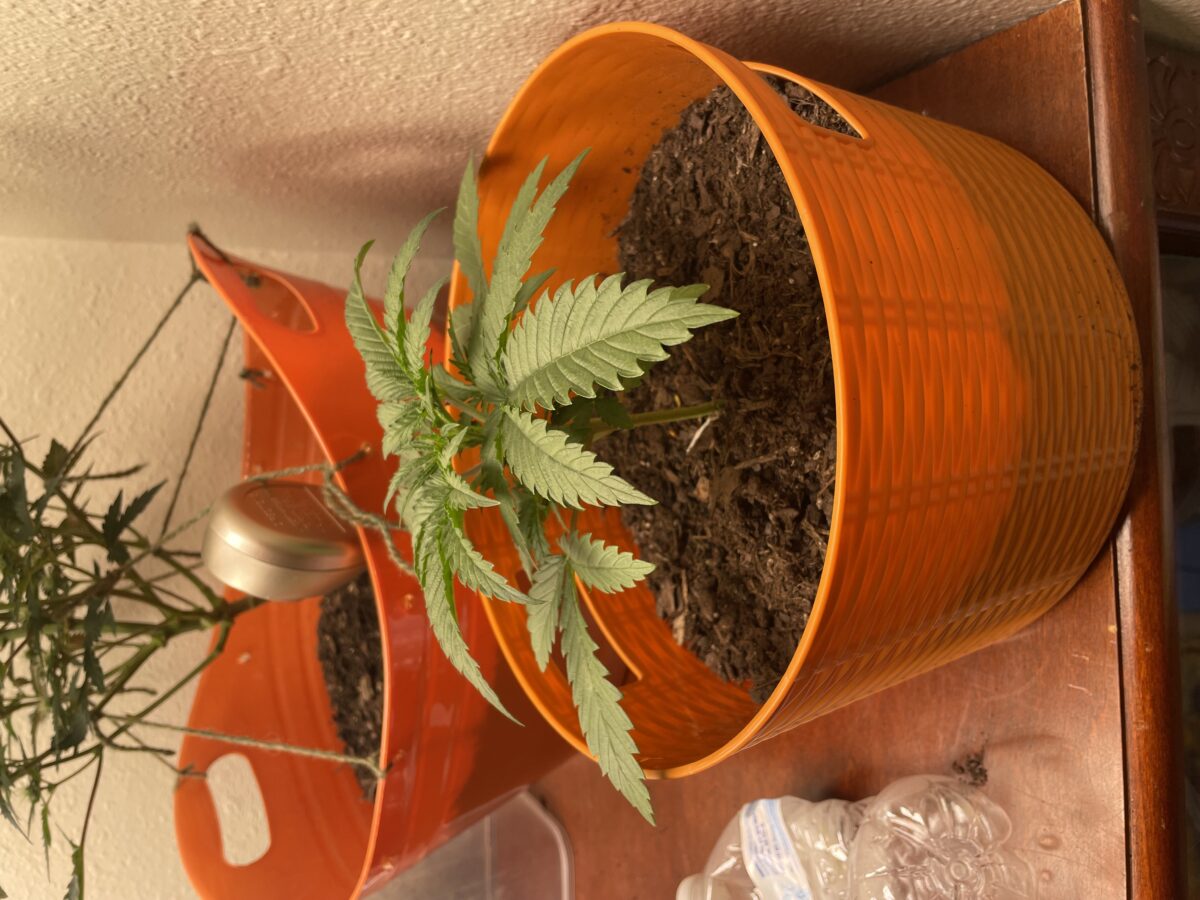 bbs-grow-diaries/week-533377-diary-528195-user-45147-691bd9d4f0f61