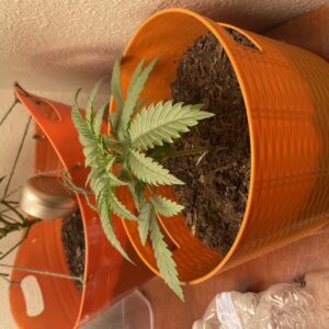 Vegetation Week - 3 - Star Killer - 1