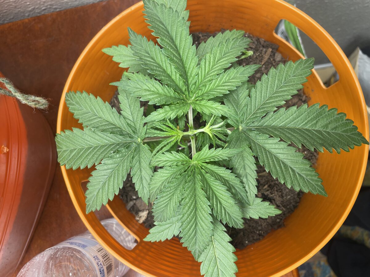 bbs-grow-diaries/week-533377-diary-528195-user-45147-691bd9d78580c