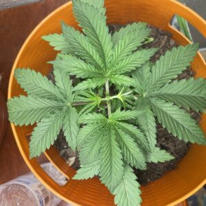 Vegetation Week - 3 - Star Killer - 2