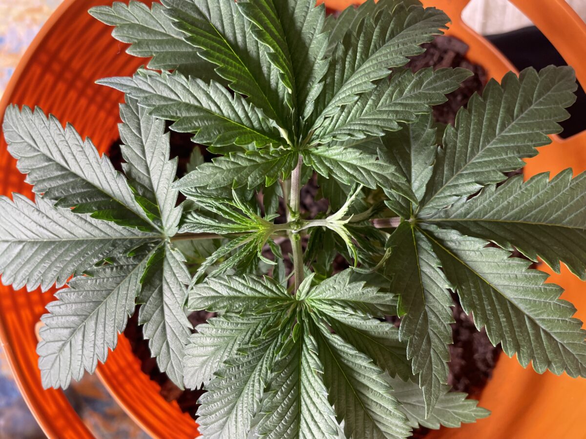 bbs-grow-diaries/week-533377-diary-528195-user-45147-691bd9d9a6fa4