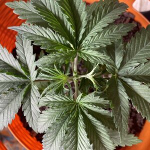 Star Killer - Vegetation Week - 3