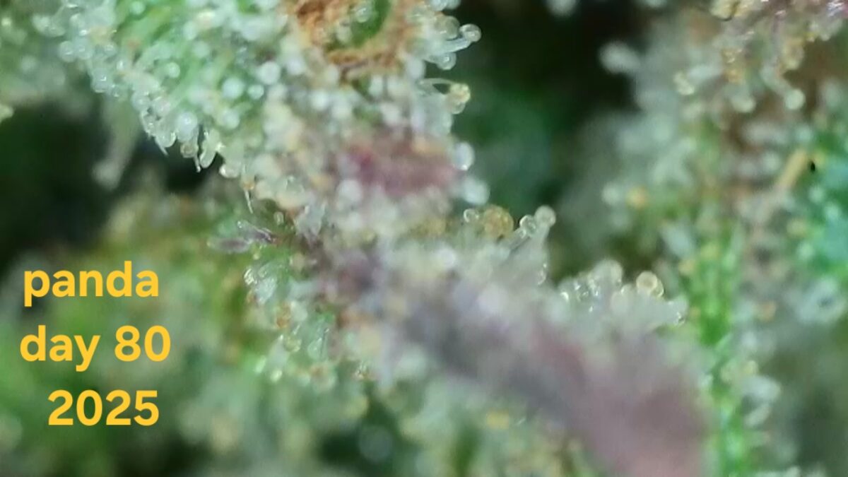 bbs-grow-diaries/week-533712-diary-525895-user-38276-691cef09c71c5