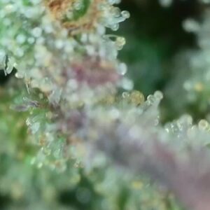 Harvest Week - 28 - Stoned Panda - 1