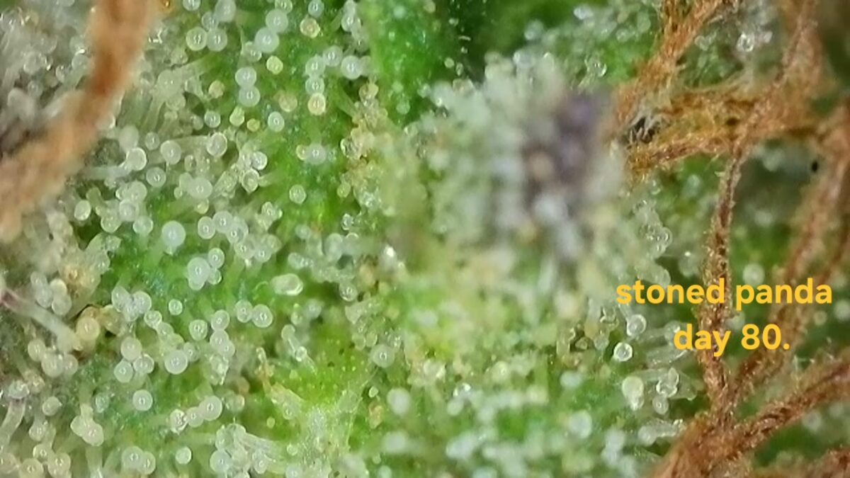 bbs-grow-diaries/week-533712-diary-525895-user-38276-691cef0af2c68