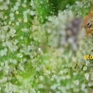 Harvest Week - 28 - Stoned Panda - 2