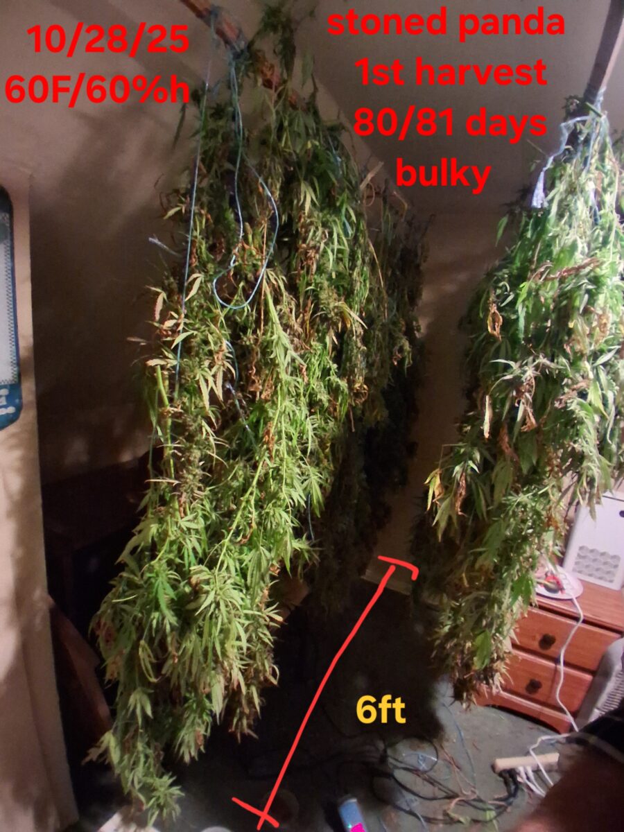 bbs-grow-diaries/week-533712-diary-525895-user-38276-691cef0c28930