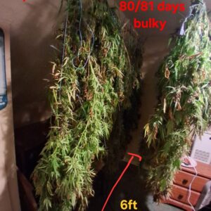 Harvest Week - 28 - Stoned Panda - 3