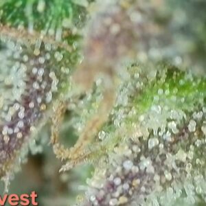 Harvest Week - 28 - Stoned Panda - 4