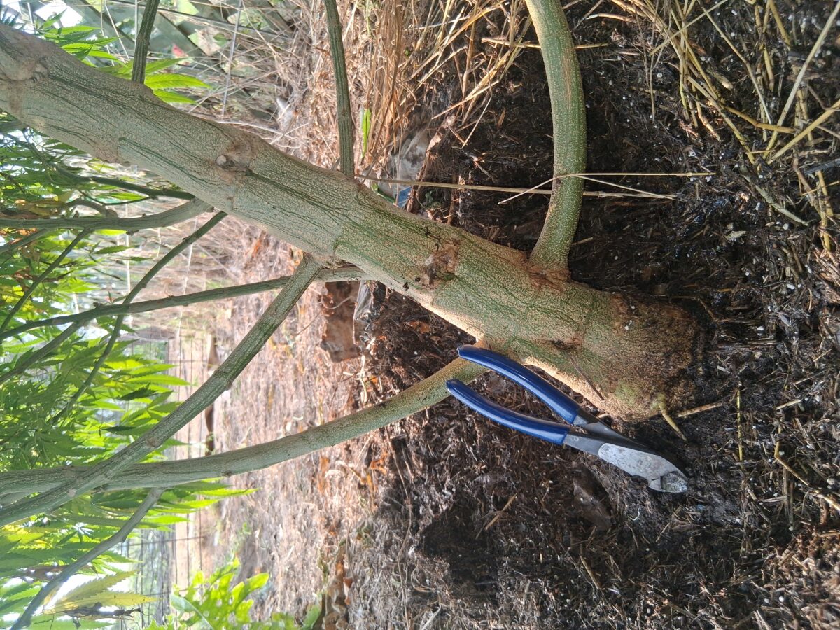 bbs-grow-diaries/week-533712-diary-525895-user-38276-691cef0f08200