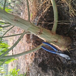 Harvest Week - 28 - Stoned Panda - 5