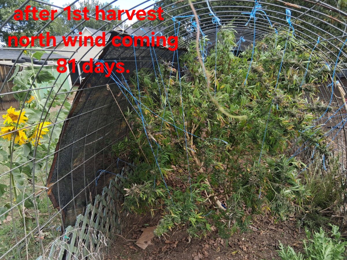 bbs-grow-diaries/week-533712-diary-525895-user-38276-691cef115e55c