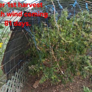 Harvest Week - 28 - Stoned Panda - 6