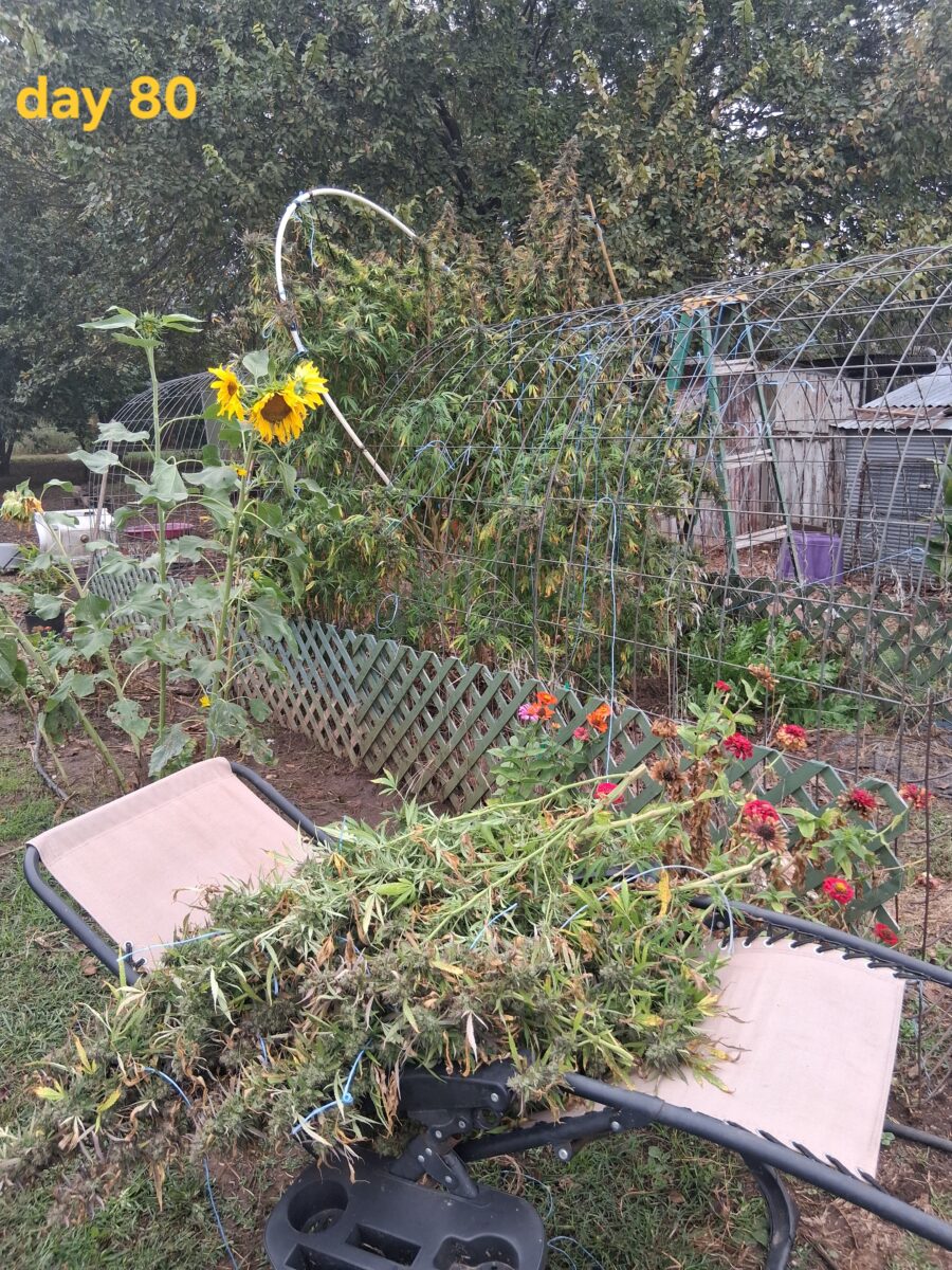 bbs-grow-diaries/week-533712-diary-525895-user-38276-691cef13c2692