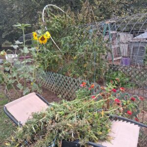 Harvest Week - 28 - Stoned Panda - 7