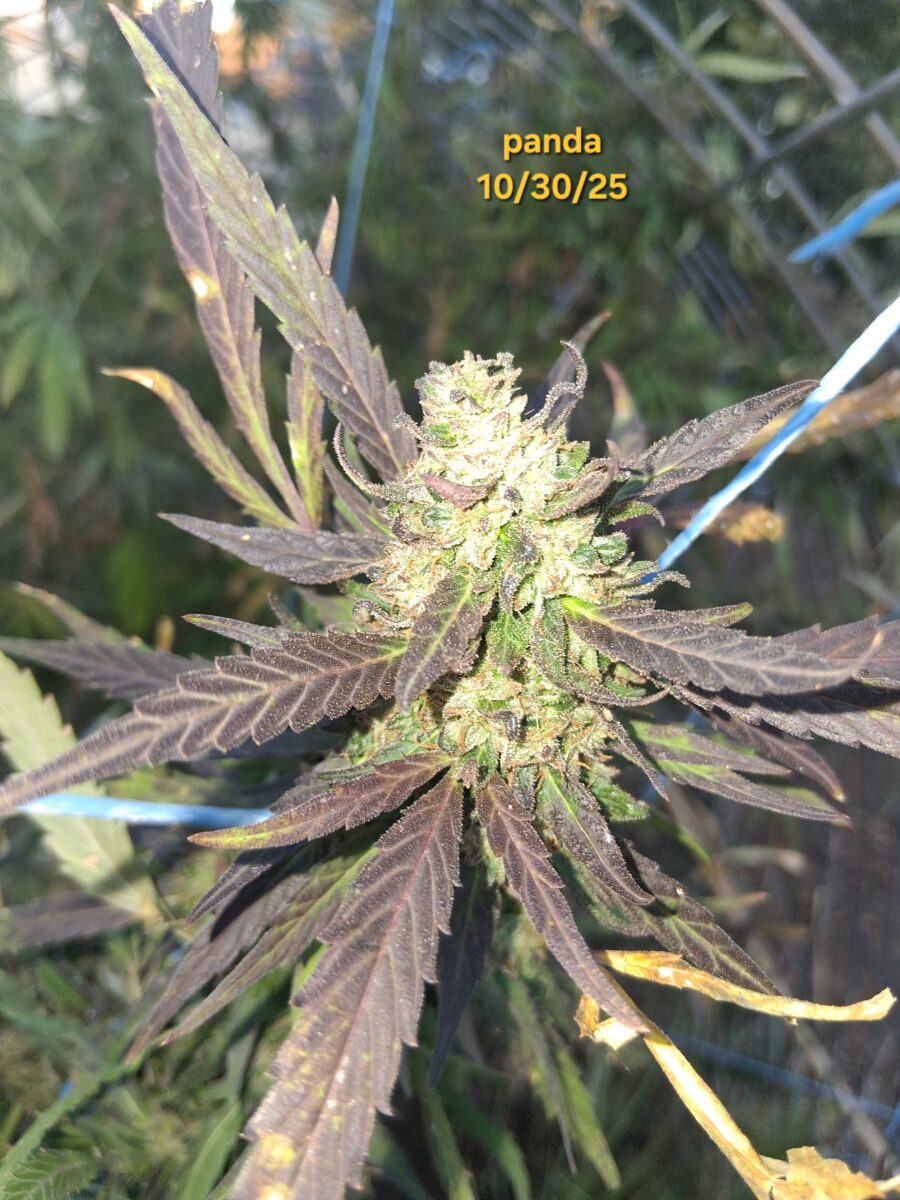 bbs-grow-diaries/week-533712-diary-525895-user-38276-691cef163272e