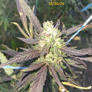 Stoned Panda - Harvest Week - 28