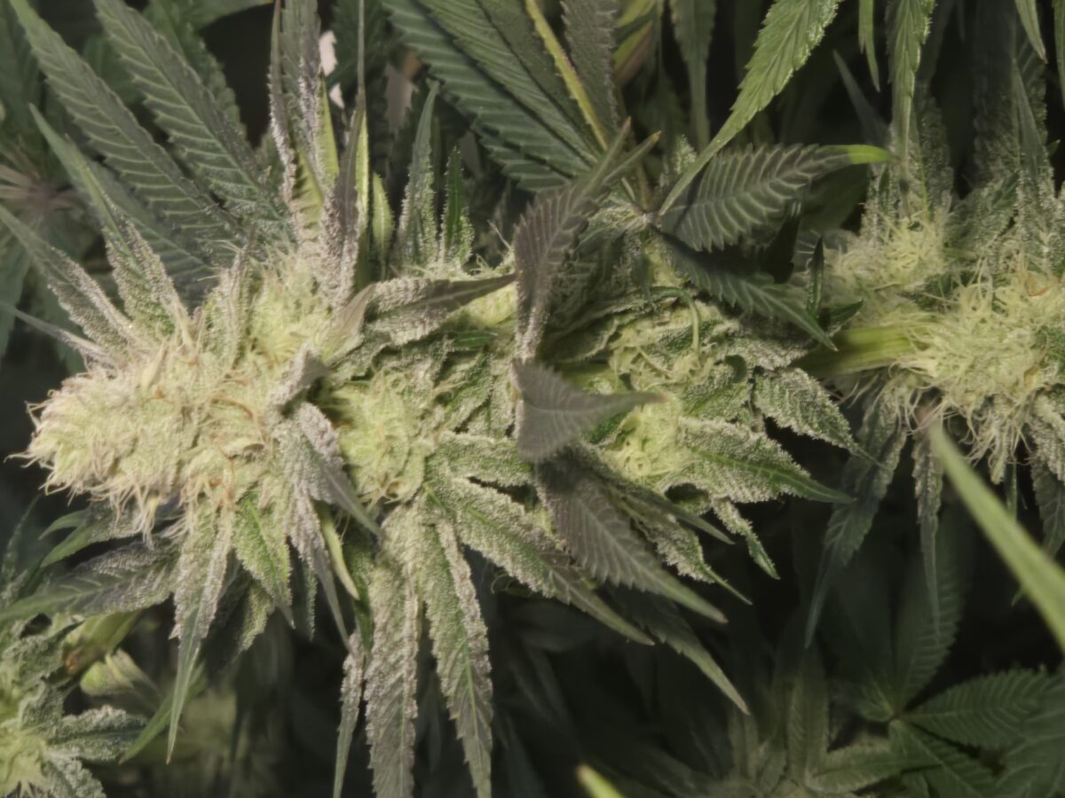 bbs-grow-diaries/week-534321-diary-521013-user-43815-692088e6a4721