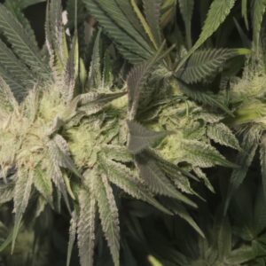 Flowering Week - 10 - Shiskaberry Cookies - 1