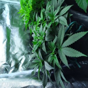 Vegetation Week - 7 - Fat Bastard - 1