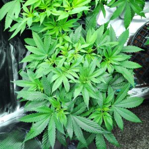 Vegetation Week - 7 - Fat Bastard - 2