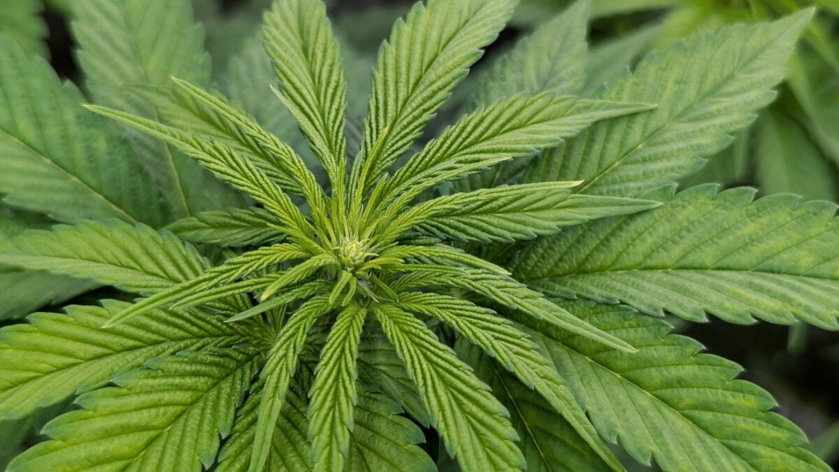 bbs-grow-diaries/week-534545-diary-528534-user-38149-69237c59a14fe