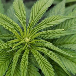 Flowering Week - 5 - Granddaddy Purple - 1