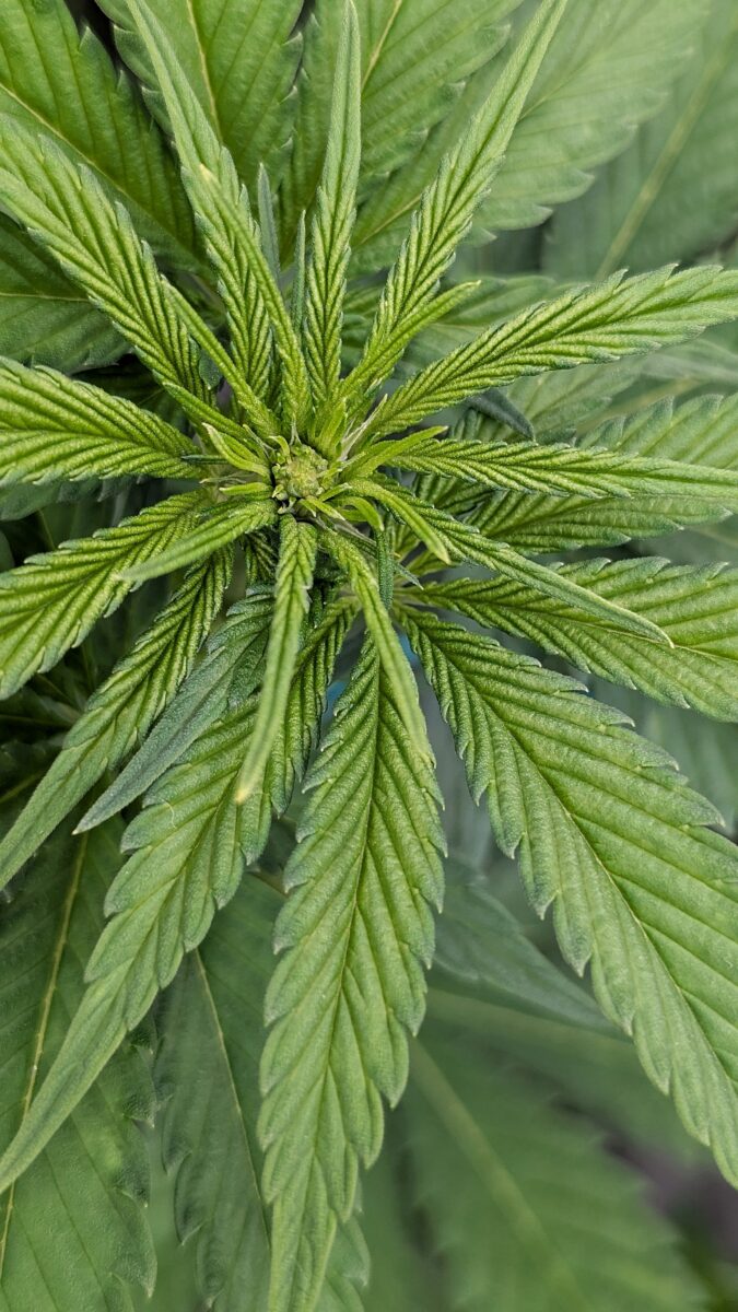 bbs-grow-diaries/week-534545-diary-528534-user-38149-69237c5c129ff