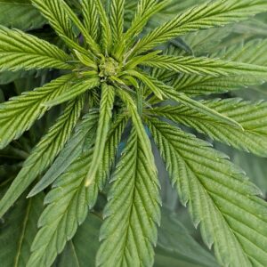 Flowering Week - 5 - Granddaddy Purple - 2