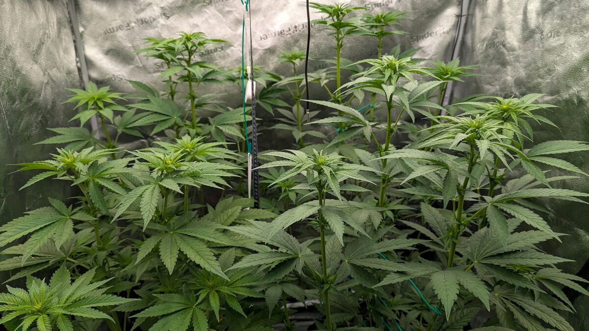 bbs-grow-diaries/week-534545-diary-528534-user-38149-69237c5e2dada