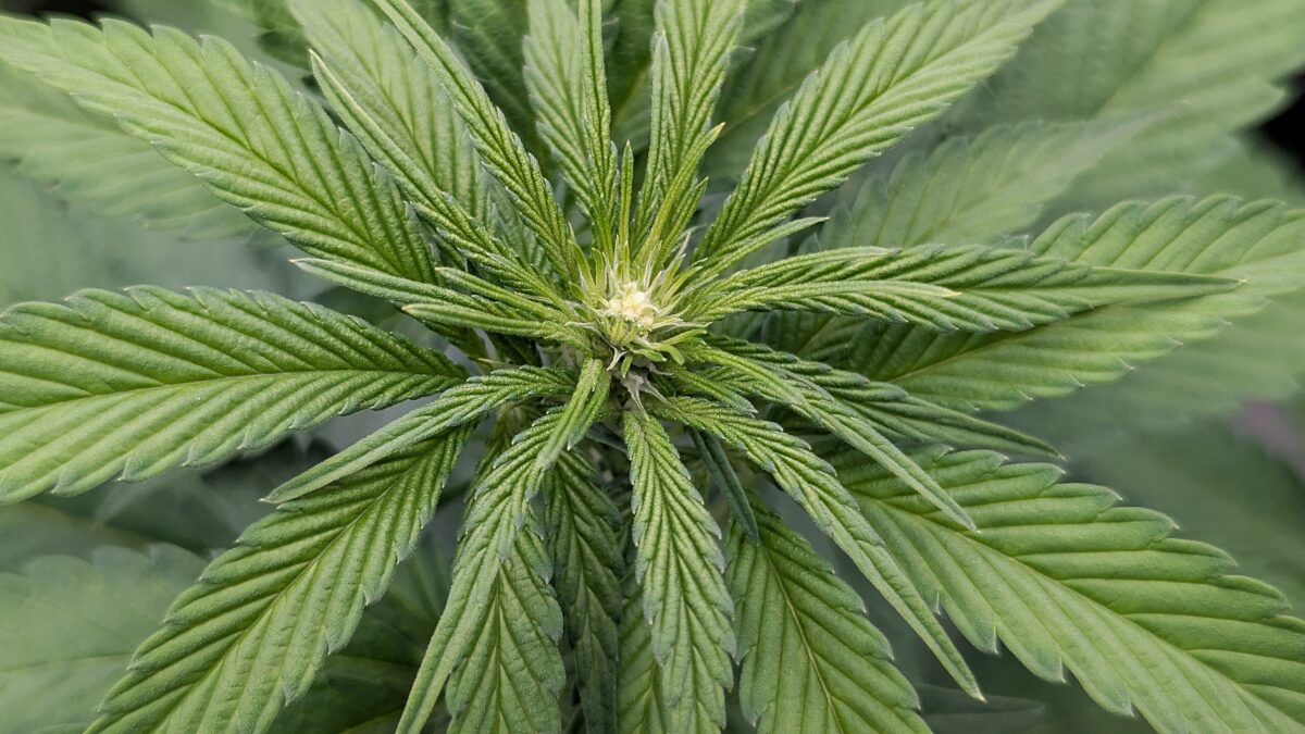 bbs-grow-diaries/week-534548-diary-528437-user-38149-692429dd322f4