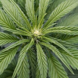 Flowering Week - 5 - God’s Gift - 1