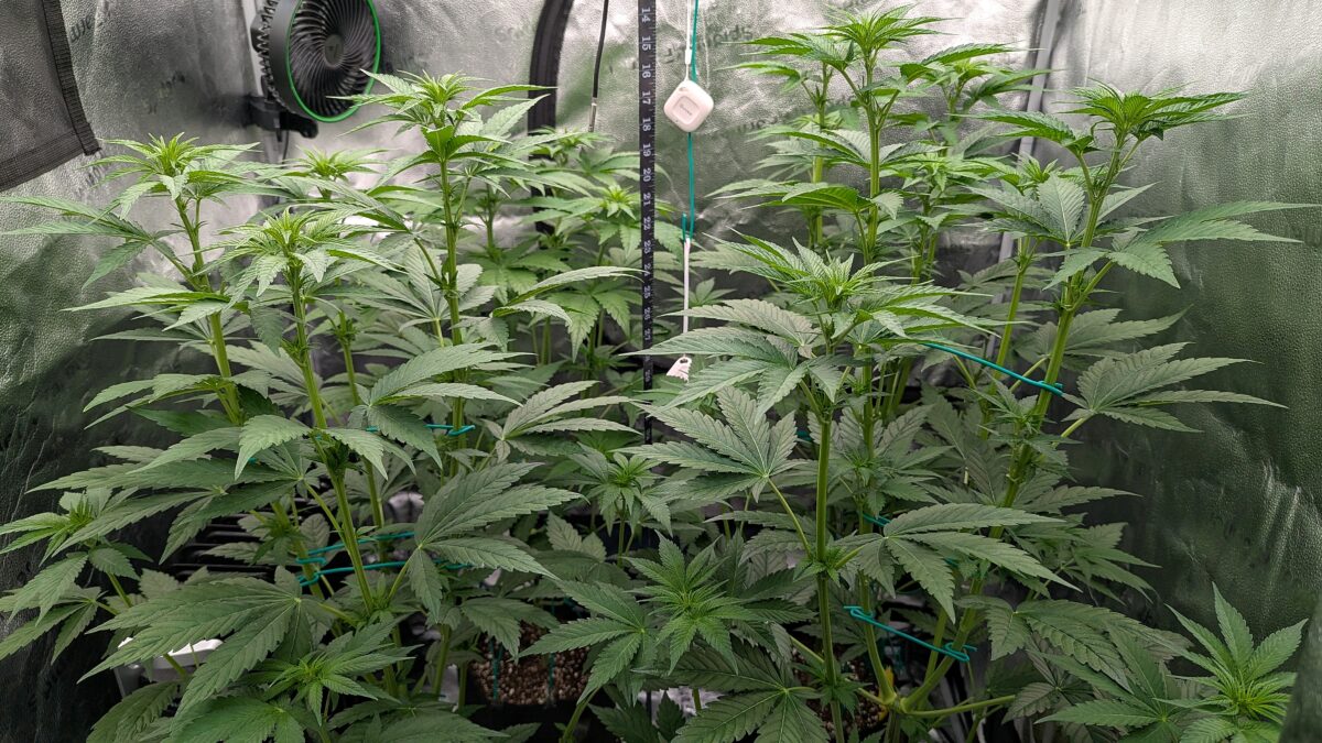 bbs-grow-diaries/week-534548-diary-528437-user-38149-692429df2fb1c