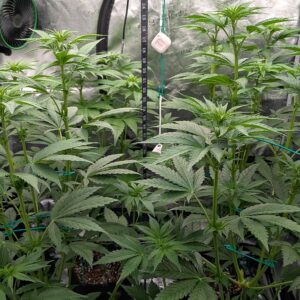 Flowering Week - 5 - God’s Gift - 2