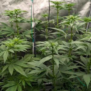 Flowering Week - 5 - God’s Gift - 3