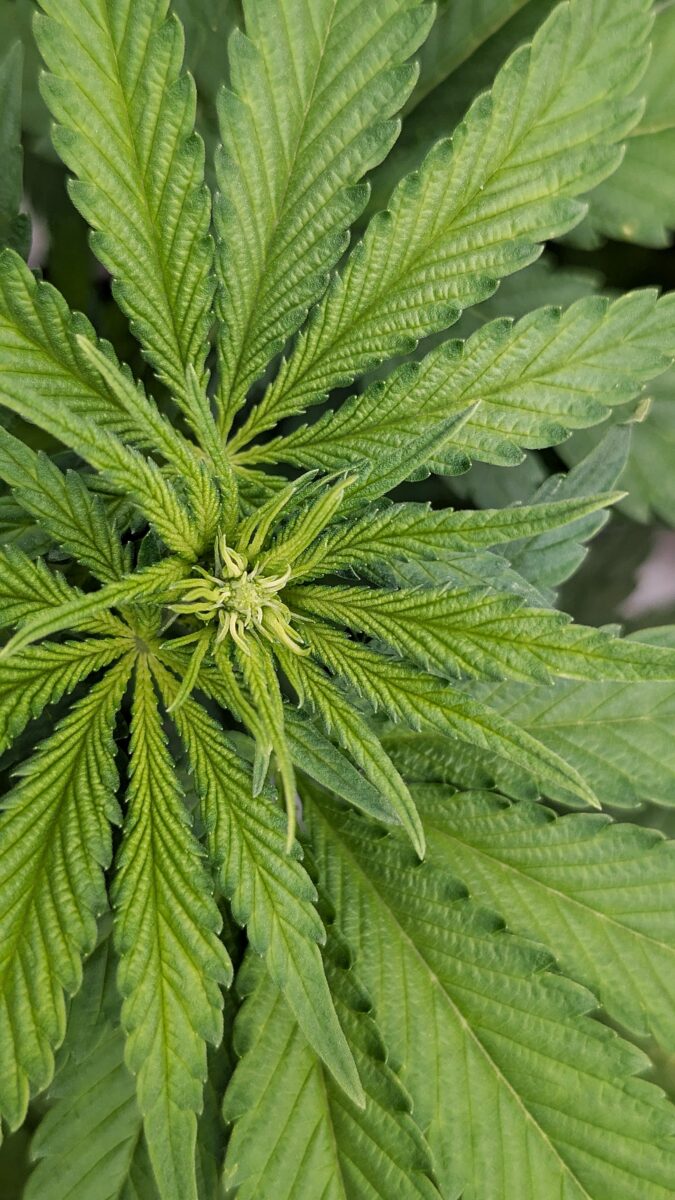 bbs-grow-diaries/week-534548-diary-528437-user-38149-692429e32b3dd